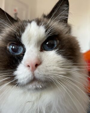 Crystal Moselle Instagram - Our baby has left us.  Isobel 95 years old.  Mostly the warmest heart. A total cunt the rest of the time.  But she is a cat so it’s within her nature.  Oh Isobel we love you so much.  Hearts are broken over here for this beautiful angel.