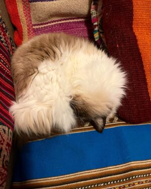 Crystal Moselle Instagram - Our baby has left us.  Isobel 95 years old.  Mostly the warmest heart. A total cunt the rest of the time.  But she is a cat so it’s within her nature.  Oh Isobel we love you so much.  Hearts are broken over here for this beautiful angel.