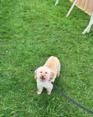 Curtis Pritchard Instagram - What a day ….. @goodwoofdogs #topsy had the best time and was absolutely loving all of the attention doing the dog dancing.