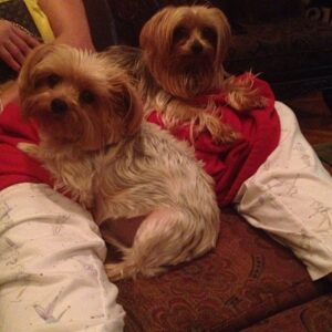 Cynthia Rodriguez Instagram - My little babies 🐶🐶