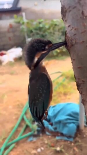 Dado Dolabella Instagram - Esse é o instinto humano. 🥹

Salvar, cuidar, proteger. 💜

Possuímos ZERO PORCENTO de instinto carnívoro ou onívoro. Repito. ZERO PORCENTO. 👌🏾

A prova disso é esse vídeo, se fôssemos realmente carnívoros estaríamos salivando vendo o passarinho vulnerável, uma presa fácil… mas é bizarro só de PENSAR em comer passarinho, imagina comer?! Assim como da mesma forma é bizarro comer boi, porco, aves, peixes e etc… 😰

Eu sei que a dependência química da origem animal é grande, mas olhe nos olhos de quem você come e reflita, se faz mal para os olhos ver a forma como a “comida” é feita, imagina para o estômago, rim, fígado, coração… 🤢

Que seu coração supere seu paladar! ❤️‍🔥

Se liberte do conceito que precisamos dos corpos ou secreções dos animais pra obtermos nutriENTES. Vai direto na fonte, tem tudo que precisamos nos VEGETAIS. 🫚🥦🍅🥕🫘🫛✨

Go vegan!! 💚 

#Repost @revolucao_vegana
・・・
Repost @animais_em_perigo_slz Na vida o que vale são as boas ações e o bem que fazemos aos outros seres que dividem conosco este planeta.