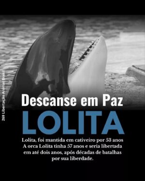 Dado Dolabella Instagram - É revoltante ver que os animais vivem o inferno na Terra só por existirem os seres “HUMANOS”. 😡😤

Se um sofre, o planeta sofre. Todos sofremos. 💔

Boicote zoológico ou qualquer “entretenimento” com animais. 🙏🏽

Eles não estão aqui PARA a gente. Estão COM a gente. ✨

One love. One family. One destiny. ☀️

#Repost @269libertacaoanimalbr
・・・
Estamos devastados com a triste notícia da morte da orca mais solitária do mundo, Lolita, morreu em cativeiro 53 anos depois de ter sido capturada de sua casa.💔

Um plano estava em andamento para devolvê-la ao oceano. 
No entanto, era tarde demais para Lolita💔🐬, a quem foi negado o direito de viver sua vida nas águas de sua casa. 

Pedimos por tudo que boicotem todos os aquários, zoológicos e parques marinhos em sua memória e em memória de todas as vítimas da Exploração!

Descanse em paz #Lolita 🥀 #riplolita
#269libertacaoanimalbr 
#RIPLolita #libertacaoanimal