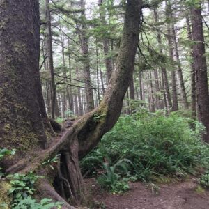 Dale Soules Instagram - The dinosaurs are still here!
#WashingtonState Magic In the rainforest.