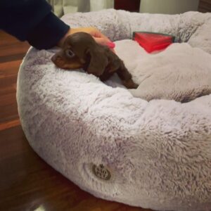 Dalton Rangel Instagram - Esse é o Charlie. Novo integrante da família. Ele esta mandando uma lambidinha pra todo mundo e dizendo que vcs poderão acompanhar o crescimento dele nos stories da mamãe @natcasagrandecakes e no meu, claro. ❤️ Agora, quero ver adivinharem a RAÇA DELE… 
.
#pet #dog