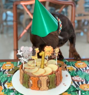 Dalton Rangel Instagram - Claro que o aniversário 🎂 do nosso 😇 de 4 patinhas não ia ficar sem bolinho❤️ comemorando 1 ano de amor incondicional… leveza… alegrias e muito carinho que você trouxe para nossa casa ❤️ te amamos demais Charlinho ❤️ querem a receita do bolinho canino????