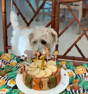 Dalton Rangel Instagram - Claro que o aniversário 🎂 do nosso 😇 de 4 patinhas não ia ficar sem bolinho❤️ comemorando 1 ano de amor incondicional… leveza… alegrias e muito carinho que você trouxe para nossa casa ❤️ te amamos demais Charlinho ❤️ querem a receita do bolinho canino????