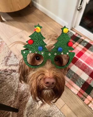 Dan Cummins Instagram - Merry Christmas, everyone! Hope you get some nice family time in today. And eat way too much mashed potatoes and gravy. And also turkey. And stuffing. And green bean casserole. And cranberry sauce. And olives. And also fruit salad. And ham. And of course pumpkin pie (Costco makes the best). And of course have some rolls. And there's probably 8-15 other things I'm forgetting that you should for sure eat.