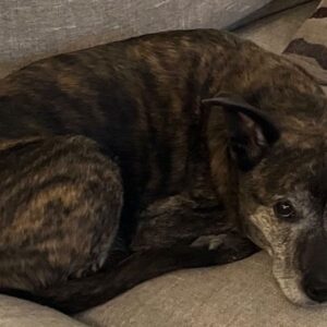 Dan Katz Instagram - The face of a dog that snatched a chocolate granola bar (she’s fine) and full waffle today. She knows she ate well today. Laying low for the next toddler with a snack in their hands. HBD Stella.