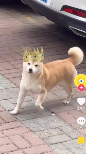 Dan Povenmire Instagram - How did this #dog learn the #glidestep? #doofenshmirtz #phineasandferb #disney #hamsterandgretel
