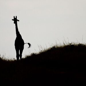 Dan Rather Instagram - In the run-up to the Olympics we visited Kenya to find out why so many of the world's best runners come from the tiny town of Iten. But it's not just the proliference of people running around -- there's plenty of exotic wildlife added to the mix. This photo was taken by our camera man, Derek Reich. "In the Running" aired July 24, 2012. https://itunes.apple.com/us/tv-season/in-the-running/id485436827?i=547739321 #Kenya #Running #Marathon #Elephant #Giraffe #Wildlife #Africa