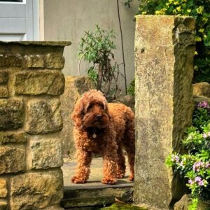 Dan Walker Instagram - Anyone else completely miss the northern lights in the UK? 
Can’t share a picture of the sky… but here’s a cute dog #Winnie ❤️