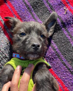 Daniel 'Cloud' Campos Instagram - Everyone please meet SKETCH! My new best friend ❤️ 3 months ago I felt it was time to bring a dog into my life. After applying for multiple pups I got no response. Then two of my friends @meekoh and @chandler_rayne_drop came across this 3 month old on @muttscouts and immediately sent him to me. The instant I saw him I applied and a week later he was in my arms. I like to think that the moment my heart asked for a dog 3 months ago this little guy was born and made a journey of his own to find me. Thank you @muttscouts for all that you do to find these beautiful souls a home 🙏🏽 It’s you and me now, Sketch. I promise you a beautiful life filled with love and adventures ❤️🐶