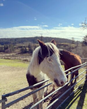 Daniel Di Tomasso Instagram - Beautiful beast.🐴 #horse