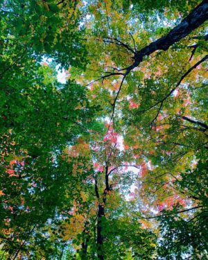 Daniel Di Tomasso Instagram - Tall trees and Autumn breeze.  #UP #nofilter
