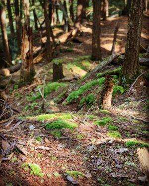 Daniel Di Tomasso Instagram - Forest floor #Quebec
