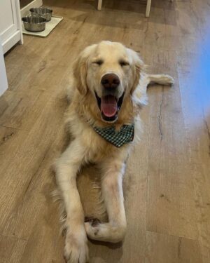 Daniel Henney Instagram - With incredible help from @hyony.kim at Dog Us Planet….we have successfully adopted and re-homed “Sa Chil” from Seoul to America!! I flew back with him from Korea to LA last week:)) He is now “Miso” (smile) and has met his incredible new family @monettemoio and @seanymacd …..Thank you so much to all that made this possible…From being found on the streets…to a new life in the states!! Video of our journey to come soon!  If you’re interested in adopting from Korea pls contact @dog_us_planet or @hsiglobal for details!! #adoptdontshop  도그어스플래닛의 도움으로 사칠이를 리홈 하는데 성공했어요. 사칠이가 지낼 새로운 곳에서의 이름은 미소에요!! 저와 함께 한국에서 비행기를 타고 와서 사칠이의 새로운 엄마 아빠를 만났답니다.

만약, 한국에서 강아지 입양에 관심이 있으시면 도그어스플래닛 @dog_us_planet 으로 연락주시면 아주 잘 도와주실거에요.