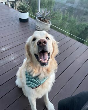 Daniel Henney Instagram - With incredible help from @hyony.kim at Dog Us Planet….we have successfully adopted and re-homed “Sa Chil” from Seoul to America!! I flew back with him from Korea to LA last week:)) He is now “Miso” (smile) and has met his incredible new family @monettemoio and @seanymacd …..Thank you so much to all that made this possible…From being found on the streets…to a new life in the states!! Video of our journey to come soon!  If you’re interested in adopting from Korea pls contact @dog_us_planet or @hsiglobal for details!! #adoptdontshop  도그어스플래닛의 도움으로 사칠이를 리홈 하는데 성공했어요. 사칠이가 지낼 새로운 곳에서의 이름은 미소에요!! 저와 함께 한국에서 비행기를 타고 와서 사칠이의 새로운 엄마 아빠를 만났답니다.

만약, 한국에서 강아지 입양에 관심이 있으시면 도그어스플래닛 @dog_us_planet 으로 연락주시면 아주 잘 도와주실거에요.