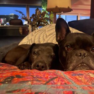 Daniel Johns Instagram - Hope this picture of the pups finds you well.

I know I’ve been a little quiet on here lately and I’ve been meaning to do a post like this for months.

I spent so much of the last couple of years on my phone (on Instagram specifically) as I made a commitment to be present to support the music.

As someone who never really did technology, I love the chance to chat to people on here about things we are passionate about, music, animals, films, art etc. 

At some points though, the socials stuff can be a bit overwhelming as I’m sure it is for many of you. 

I’m taking a little break, working on some health stuff, some charity work, getting out of the house a little bit including a couple of comedy shows and using this time to finally finish the music for the Featurette that will come out later in 2023 (movies are hard work 😂).

I’ll definitely pop back up on here when/if I have something interesting to say or more importantly with any more dog pics.

Wherever you are in the world, if you’re reading this I love you and appreciate you more than you know. 

Dan x