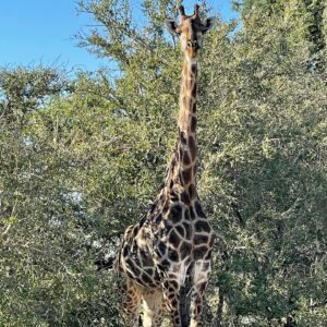 Danielle C. Ryan Instagram - I cannot begin to express what a humbling and incredible experience my recent trip to South Africa was, to support the remarkable work that Eco Defense Group does protecting wildlife in Africa. Animals are my passion, and while I never expected to play a part in stopping the poaching of endangered species in Africa, It has become an important mission to me to help stop the rhino from going extinct and help protect other animals in danger. Eco Defense Group trains and equips rangers who risk their lives daily to protect animals. The amount of work and hardship these men and women go through everyday, strictly out of love for the animal, is so inspiring and is a major part of why I can’t wait to go back. Thank you to all involved for allowing me to be part and support you as you continue to take on a battle not many are willing to fight. 

Much of what Eco Defense Group does is secret or cannot be widely advertised, so they rely on intimate and unique support to do what they do. Give them a follow. @ecodefensegroup