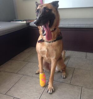 Danielle C. Ryan Instagram - Stumbled across these and couldn’t stop giggling. #tbt to when my kiddo hurt her paw and needed a trip to the vet. Her expressions kill me 😂 
#malinois #malinoislovers #ouchie #vet #oncrack #goodpatient #dog #bestfriend  #accidentprone #monster