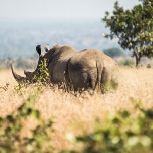 Danielle C. Ryan Instagram - I cannot begin to express what a humbling and incredible experience my recent trip to South Africa was, to support the remarkable work that Eco Defense Group does protecting wildlife in Africa. Animals are my passion, and while I never expected to play a part in stopping the poaching of endangered species in Africa, It has become an important mission to me to help stop the rhino from going extinct and help protect other animals in danger. Eco Defense Group trains and equips rangers who risk their lives daily to protect animals. The amount of work and hardship these men and women go through everyday, strictly out of love for the animal, is so inspiring and is a major part of why I can’t wait to go back. Thank you to all involved for allowing me to be part and support you as you continue to take on a battle not many are willing to fight. 

Much of what Eco Defense Group does is secret or cannot be widely advertised, so they rely on intimate and unique support to do what they do. Give them a follow. @ecodefensegroup