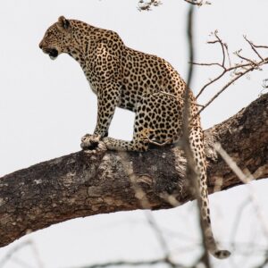 Danielle C. Ryan Instagram - I cannot begin to express what a humbling and incredible experience my recent trip to South Africa was, to support the remarkable work that Eco Defense Group does protecting wildlife in Africa. Animals are my passion, and while I never expected to play a part in stopping the poaching of endangered species in Africa, It has become an important mission to me to help stop the rhino from going extinct and help protect other animals in danger. Eco Defense Group trains and equips rangers who risk their lives daily to protect animals. The amount of work and hardship these men and women go through everyday, strictly out of love for the animal, is so inspiring and is a major part of why I can’t wait to go back. Thank you to all involved for allowing me to be part and support you as you continue to take on a battle not many are willing to fight. 

Much of what Eco Defense Group does is secret or cannot be widely advertised, so they rely on intimate and unique support to do what they do. Give them a follow. @ecodefensegroup
