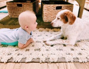 Danielle Demski Instagram - Staring contest...who do you think won?🐶❤️👶🏼 #cutenessoverload 
.
.
.
.
.
#babyboy #furbaby #brittanyspaniel #rescuepupppy #whenbabymetdog #love #momlife #weekendmood