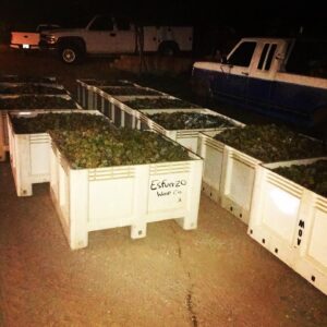 Danny Masterson Instagram - Got Reisling? #harvest @esfuerzowines @fidiwinefarmer 20 bins this eve 40 mañana.