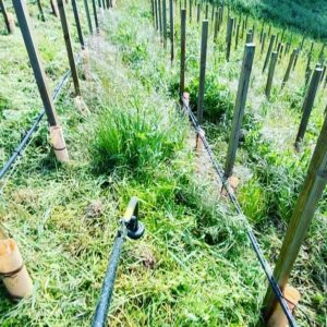 Danny Masterson Instagram - Holy muther weed wackers are a slow way to cut waist high cover crop aka grass and weeds. 13 rows in 8 hours. If anyone has 50 sheep I’ll trade u 2 rolls of TP for a months rental. Can’t tell from pic but Hill is 30 degree slope.  Only 200 more rows to go. #quarantinelyfe #beards&mask=🔥
