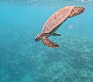 Daphne van Gerwen Instagram - #snorkeling 🤿  what a great day today #familygoals #familytime #maldives #turtle #beautiful #sea #holiday #island #niyama