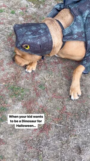 Darin Brooks Instagram - When your kid wants to be a dinosaur for Halloween… and you make everyone including your dog dress up as @jurassicworld …and also make @jeffgoldblum out of your 9month old…… #NailedIt 👍😎 HAPPY HALLOWEEN EVERYONE!!! 🎃🎃🎃 #jurassicpark #jurassicworld #chrispratt #brycedallashoward #jeffgoldblum #halloween #HappyHalloween #happyhalloween🎃
