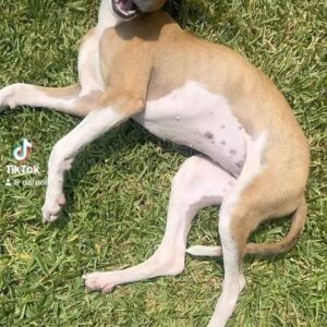 Darío Ripoll Instagram - Camila ya recuperada al 100% ver su felicidad después de estar cerca de morir ,no tiene precio !!! ❤️🐶 #adoptanocompres #doglover #love #dog