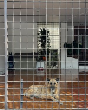 Dario Yazbek Bernal Instagram - Perritos y gatitos del último mes