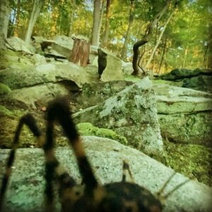 Darren Aronofsky Instagram - #overtheshoulder #moss #insect