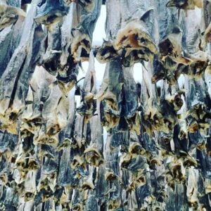 Darren Aronofsky Instagram - in the #arctic circle #cod #norway #lofoten