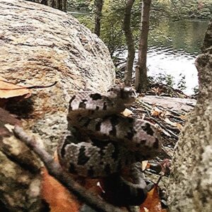 Darren Aronofsky Instagram - #handheld #nature #snake #attack