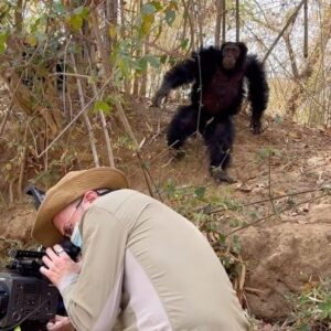 Darren Aronofsky Instagram - and then this just happened: on assignment for @natgeo with @wildstarfilms for our new show #SENTIENT 

everything was calm and all the chimps were relaxed hiding from the 104 degree sun. we had been relaxing too until two female chimps started arguing in the distance. i tried to capture it but didn’t notice i was in the way. we always keep our distance but there’s nothing you can do if they approach you. you just try not to make eye contact or get in the way. or in my case don’t scream in fright. in the end it was just a lot of screaming. ten minutes later they were all hanging out again eating seed pods in a tree. 

#chimpanzee #senegal #animalsarepeopletoo