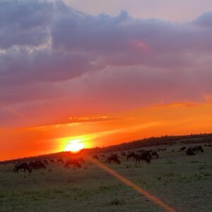 Darren Aronofsky Instagram - #sunset #tanzania #whitebeardedgnu #aka #wildebeast #migration