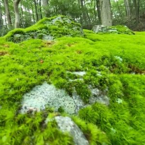 Darren Aronofsky Instagram - #daddylonglegs #moss #vista #mountain #miniature #spider #nature #mother #mothernature