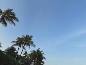 Darvid Kreepolrerk Instagram - 🌴🌴🌴