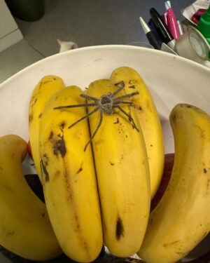 Dave Hughes Instagram - Banana time or not?