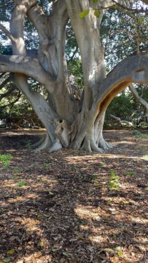 Dave Hughes Instagram - Old trees and old dogs for the win?