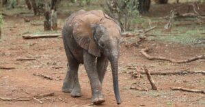 Dave Mustaine Instagram - I am a proud foster parent to a baby elephant named Mokogodo, rescued from the Mukogodo Forest in Laikipia, Kenya. She was a young orphan needing urgent attention, rescued the day before Valentine's Day last year and just celebrated her first year at the Nairobi Nursery. You can co-foster her with me, or any of the other orphans. A big thanks to @dirkverbeuren for getting me involved! Read about Mokogodo’s story and more at sheldrickwildlifetrust.org