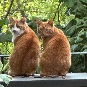 David Baddiel Instagram - Two Dutch fans have got into my garden.