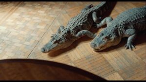 David F. Sandberg Instagram - I love the look of 16mm film and was happy to see 3 new releases last year shot on 16mm. 
Dream Scenario, How to Blow Up a Pipeline, and The Wonderful Story of Henry Sugar. Really enjoyed all three. I’d love to shoot a film on 16mm. Would be fun to do something in the style of an 80s low budget horror or something.