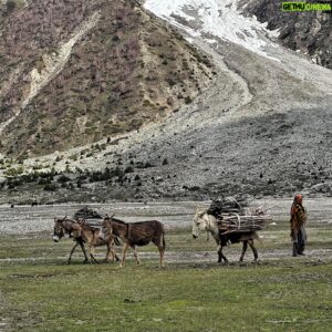 David Göttler Instagram - The base camp on the Rupal side of Nanga Parbat ranks in my top 3 favourite basecamps of all 8k peaks. Take a look at the photos to see why. To be on an 8000m peak climb, yet with a base camp on a beautiful green meadow full of life is both unusual and a treat for the sense. I was reminded of home by multiple groups of visiting donkeys, and reminded of how far into the wild we were when I saw a wolf (3rd slide!) for the first time in my life. It’s a truly beautiful place, that makes this side of the mountain really special, even if it means that the vertical distance to the summit is a galling 4500m!
.
#basecamp #NangaParbat #Rupal #expedition #8000 #alpinestyle #bestcampingspot #zoo #donkey #wolf #neverstopexploring @thenorthfacede