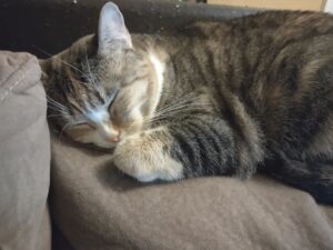 David Howard Thornton Instagram - I wanted to thank you all for the birthday wishes yesterday. I wish I could respond to them all, but I'd be doing that until my next birthday! Thanks for making this old fArt feel loved. Now here's a picture of my roommate's cat. 🤡🤗