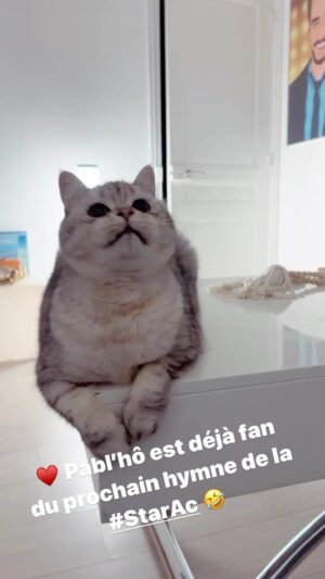 David Lantin Instagram - @pablhothecat est déjà fan du prochain hymne de la #StarAc 🤣