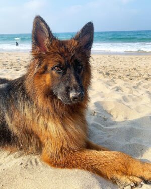 David Lee McInnis Instagram - Living my best life 😎🐶☀️ #germanshepherd #셰퍼드 #바다 #양양 #양양서피비치