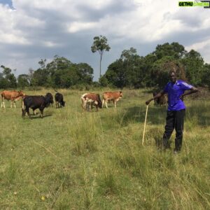 David Rudisha Instagram - Looking after my herd. In kilgoris my rural home where i grew up. #warrior